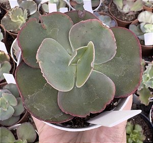 E. GIBB. CUENCA (CARÚNCULAS) POTE 9