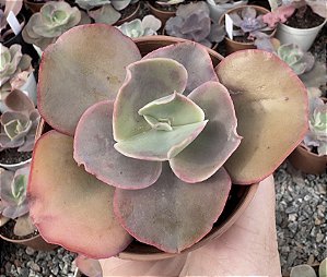 E. GIBB. CUENCA (CARÚNCULAS) POTE 9