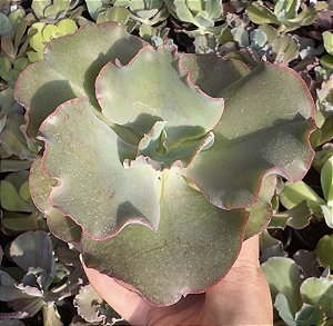 E. GIBB. CUENCA (CARÚNCULAS) POTE 9