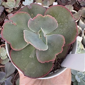 E. GIBB. CUENCA (CARÚNCULAS) POTE 9