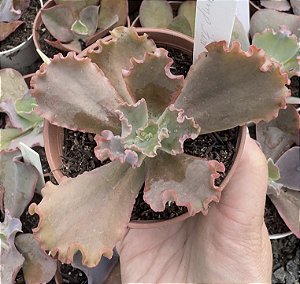 E. GIBB. CAMPFIRE (CARÚNCULAS) POTE 9
