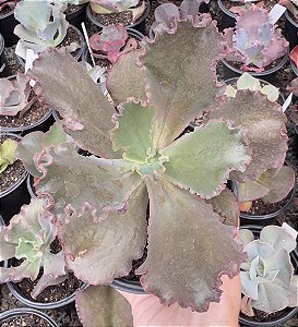 E. GIBB. CAMPFIRE (CARÚNCULAS) POTE 11