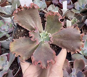 E. GIBB. CAMPFIRE (CARÚNCULAS) POTE 9