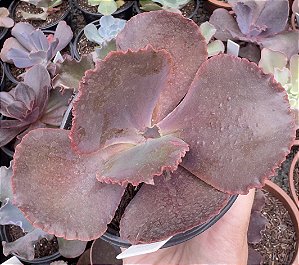 E. GIBB. JAPÃO X MAHOGANY POTE 11