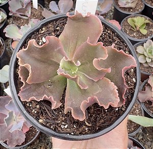 E. GIBB. MERIDA POTE 11