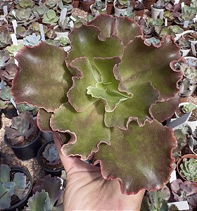 E. GIBB. MERIDA POTE 11