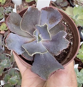 E. GIBB. ZIHE (CARÚNCULAS) POTE 9