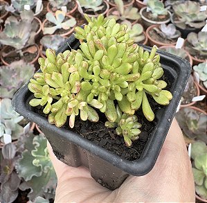 A. SEDIFOLIUM VAR. POTE 7 (pouca variegação)