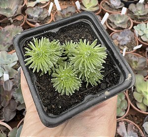 SED. MULTICEPS POTE 7