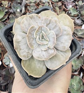 E. MARBLE (MAGIC BALL) POTE 7