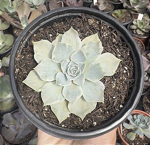 E. SILVER RIVER POTE 11