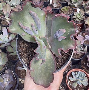 E. GIBB. LEOPARD DRAGON POTE 11