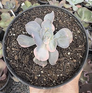 E. VENEZUELENSIS VAR. (2) POTE 9