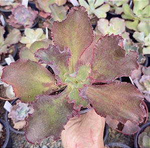 E. GIBB. DAVID HARRIS POTE 9