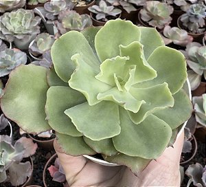 E. DOROTHY POTE 9