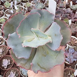 E. GIBB. WARY PEARL CUIA 13