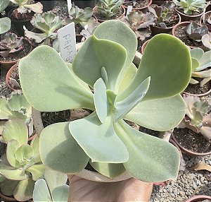 E. GIBB. PAPAGENO CUIA 13