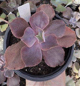 E. GIBB. ZAFIRO POTE 9 pouca raiz