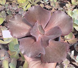 E. GIBB. ZAFIRO POTE 11