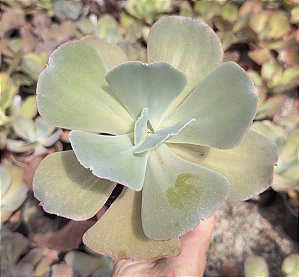 E. GIBB. OCEAN BLUE(CARÚNCULAS) POTE 11