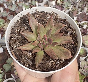 E. RED PRINCE VAR. POTE 9