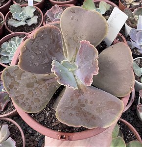 E. GIBB. MUSTARD GREEN POTE 11