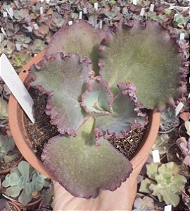 E. GIBB. JAPÃO POTE 11