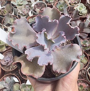 E. GIBB. MIST IMPORTADA (CARÚNCULAS) POTE 11