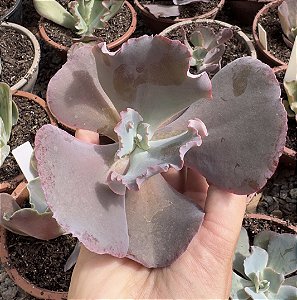 E. GIBB. SCARLET WHITCH (CARÚNCULAS) SEM RAIZ