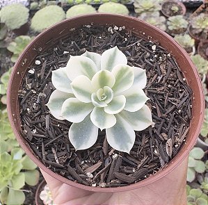 E. COMPTON CAROUSEL POTE 9