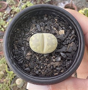 LITHOPS 5 POTE 6