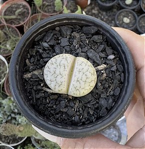 LITHOPS 3 POTE 6