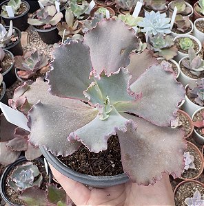 E. GIBB. MACHINE IMPORTADA POTE 11