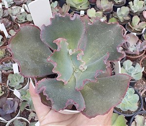 E. GIBB. BUBBLE GUM (CARÚNCULAS) POTE 9