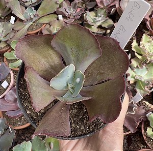 E. GIBB. BUBBLE PURPLE (CARÚNCULAS) POTE 11