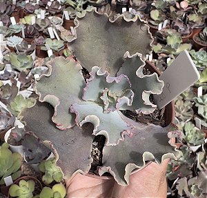 E. GIBB. MARJORIE POGUE POTE 9