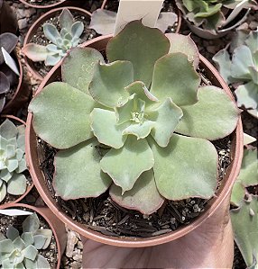 E. GIBB. DOROTHY POTE 9