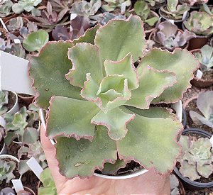 E. GIBB. RENDA ROSE POTE 9