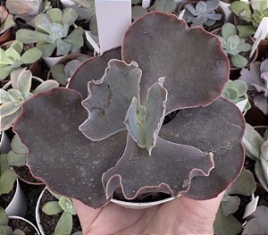 E. GIBB. MERIDIAN POTE 9