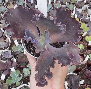 E. GIBB. MERIDIAN POTE 9