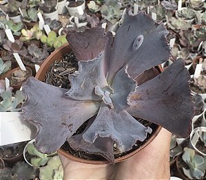 E. GIBB. TRAMADOL (CARÚNCULAS) POTE 9