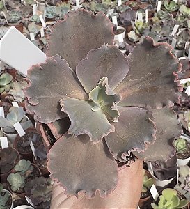 E. GIBB. LUCY V POTE 9