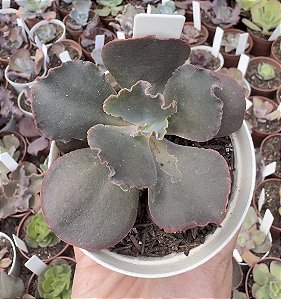 E. GIBB. LOKI POTE 9