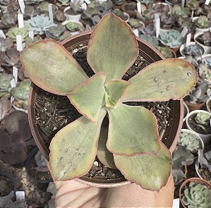 E. GIBB. TORNADO VAR. POTE 9