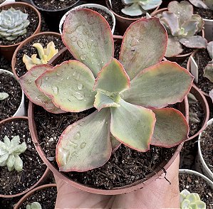 E. GIBB. TORNADO VAR. POTE 9