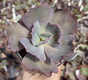 E. GIBB. CRISONTIDE POTE 9