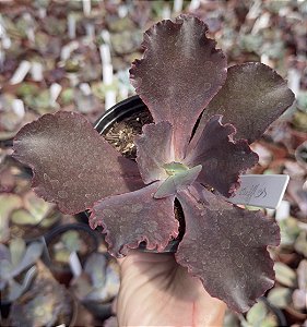 E. GIBB. EVENNING DRESS POTE 11