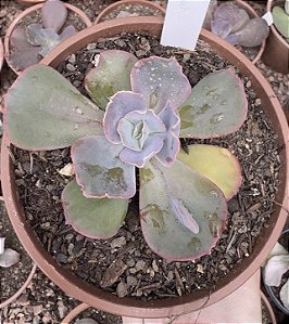 E. GIBB. MINAKO IMPORTADA POTE 13