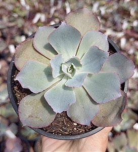 E. GIBB. SAHARA CUIA 13