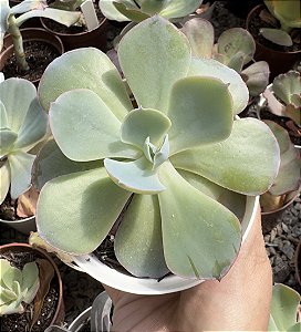 E. GIBB. SAHARA POTE 9